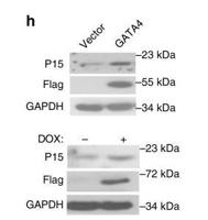 p15 Polyclonal Antibody