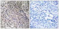 p23 Polyclonal Antibody