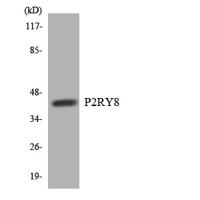 P2RY8 Polyclonal Antibody