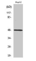 P2Y11 Polyclonal Antibody