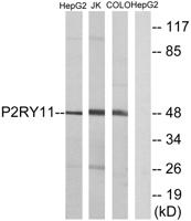 P2Y11 Polyclonal Antibody