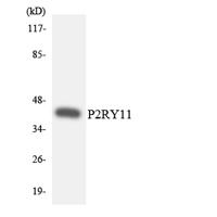 P2Y11 Polyclonal Antibody