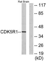 p35 Polyclonal Antibody