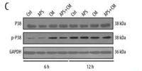 p38 Polyclonal Antibody