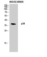 p38 Polyclonal Antibody