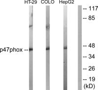 p47-phox Polyclonal Antibody