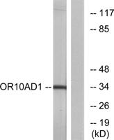 Olfactory receptor 10AD1 Polyclonal Antibody