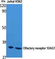 Olfactory receptor 10AG1 Polyclonal Antibody