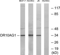 Olfactory receptor 10AG1 Polyclonal Antibody