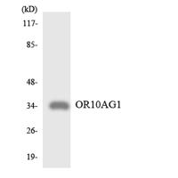 Olfactory receptor 10AG1 Polyclonal Antibody