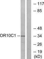 Olfactory receptor 10C1 Polyclonal Antibody