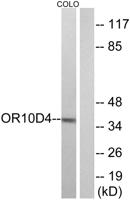 Olfactory receptor 10D4 Polyclonal Antibody