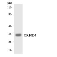 Olfactory receptor 10D4 Polyclonal Antibody