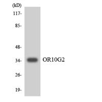 Olfactory receptor 10G2 Polyclonal Antibody