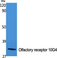 Olfactory receptor 10G4 Polyclonal Antibody