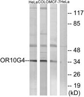 Olfactory receptor 10G4 Polyclonal Antibody