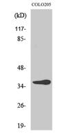 Olfactory receptor 10G6 Polyclonal Antibody