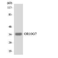 Olfactory receptor 10G7 Polyclonal Antibody