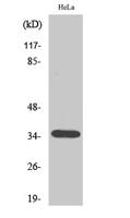 Olfactory receptor 10H1 Polyclonal Antibody