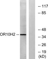 Olfactory receptor 10H2 Polyclonal Antibody