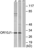 Olfactory receptor 10J1 Polyclonal Antibody