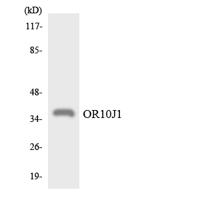 Olfactory receptor 10J1 Polyclonal Antibody