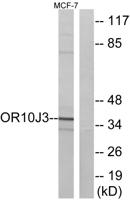 Olfactory receptor 10J3 Polyclonal Antibody