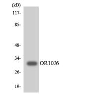 Olfactory receptor 10J6 Polyclonal Antibody