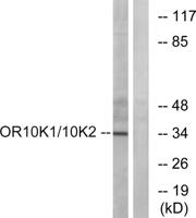 Olfactory receptor 10K1/2 Polyclonal Antibody