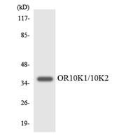 Olfactory receptor 10K1/2 Polyclonal Antibody