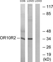 Olfactory receptor 10S1 Polyclonal Antibody