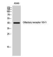 Olfactory receptor 10V1 Polyclonal Antibody