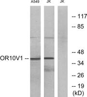 Olfactory receptor 10V1 Polyclonal Antibody