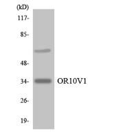 Olfactory receptor 10V1 Polyclonal Antibody