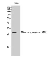 Olfactory receptor 10X1 Polyclonal Antibody