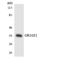 Olfactory receptor 10Z1 Polyclonal Antibody