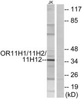 Olfactory receptor 11H1/11H2/11H12 Polyclonal Antibody