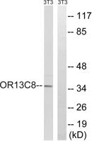 Olfactory receptor 13C8 Polyclonal Antibody