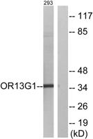 Olfactory receptor 13G1 Polyclonal Antibody