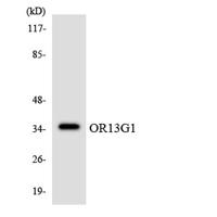 Olfactory receptor 13G1 Polyclonal Antibody