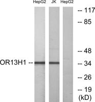 Olfactory receptor 13H1 Polyclonal Antibody