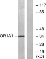 Olfactory receptor 1A1 Polyclonal Antibody