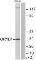 Olfactory receptor 1B1 Polyclonal Antibody