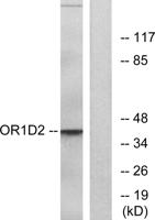 Olfactory receptor 1D2 Polyclonal Antibody