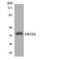 Olfactory receptor 1D2 Polyclonal Antibody