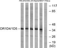 Olfactory receptor 1D4/1D5 Polyclonal Antibody