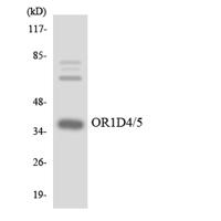 Olfactory receptor 1D4/1D5 Polyclonal Antibody