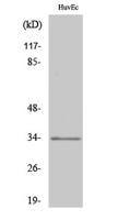 Olfactory receptor 1L6 Polyclonal Antibody