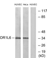 Olfactory receptor 1L6 Polyclonal Antibody