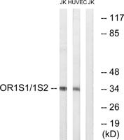 Olfactory receptor 1S1/2 Polyclonal Antibody